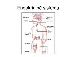 Endokrininė Sistema Konspektas Mokslobaze Lt