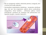 Raumenų Lastelių Struktura Ir Funkcijos Mokslobaze Lt