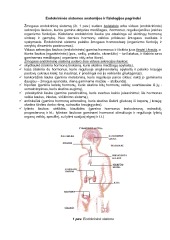 Endokrininės Sistemos Anatomijos Ir Fiziologijos Pagrindai - Mokslobaze.lt